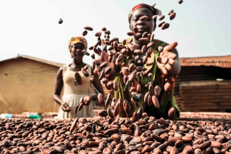 GCCP advocates for increment in cocoa producer price