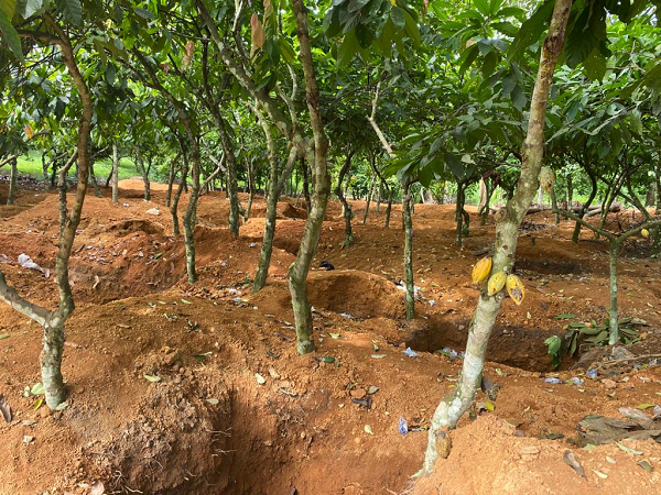 EU threatens to ban cocoa from Ghana over illegal mining