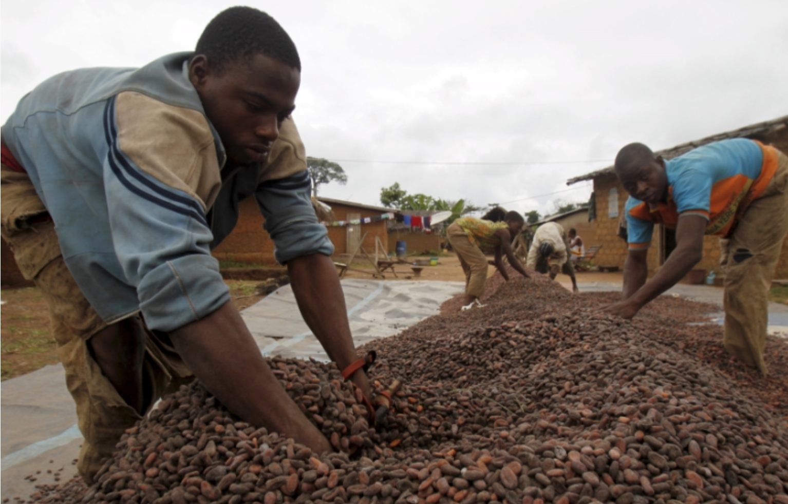 Ghana domestic cocoa production surpasses Ivory Coast GCCP