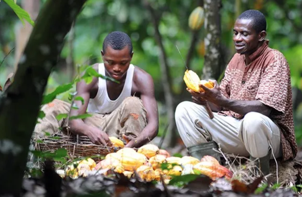 Ghana has surpassed Ivory Coast in cocoa production over the half year 2022/23 crop season, according to the latest Cocoa Market Report by the International Cocoa Organization (ICCO).