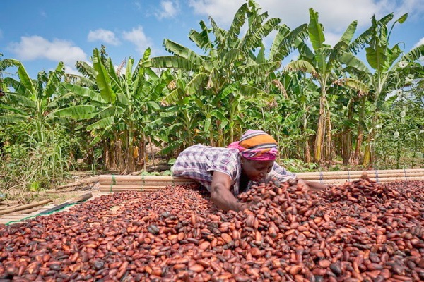 Ghanaian cocoa farmers ask for farm-gate price increase