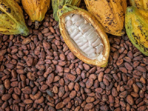 ICE aims to help cocoa, coffee firms meet EU deforestation rule