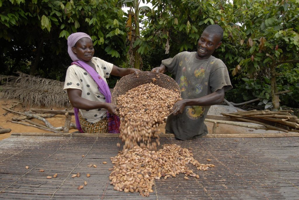 Cocoa Farmers in Ghana want 72% increase in farm-gate price